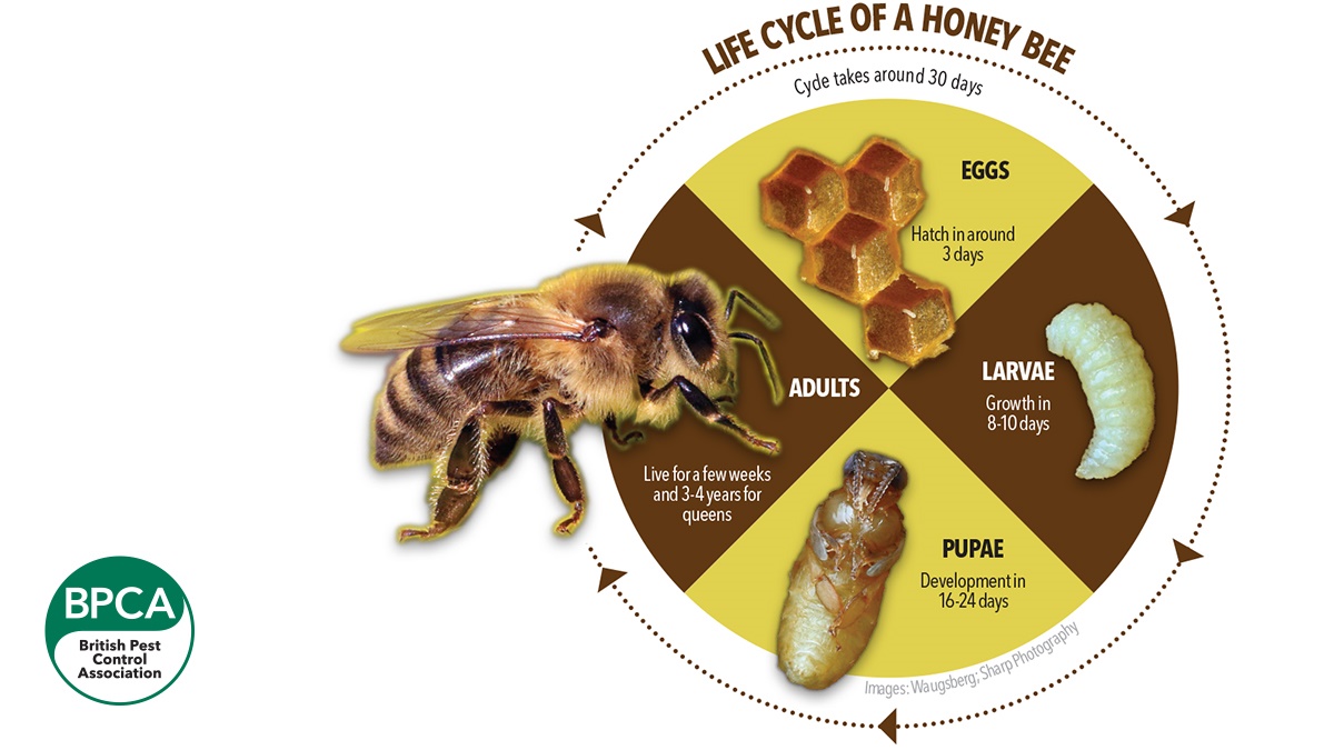 Pest advice for controlling Bees