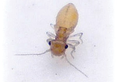 booklice pest appearance controlling advice