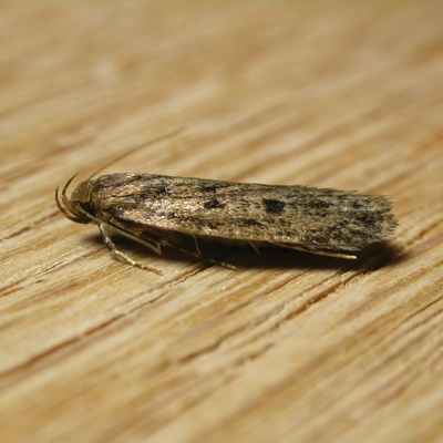 https://bpca.org.uk/write/MediaUploads/Pages/A-Z/Brown%20House%20Moth/Brown_House_Moth_1.jpg