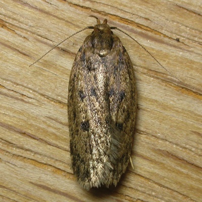 https://bpca.org.uk/write/MediaUploads/Pages/A-Z/Brown%20House%20Moth/Brown_House_Moth_2.jpg