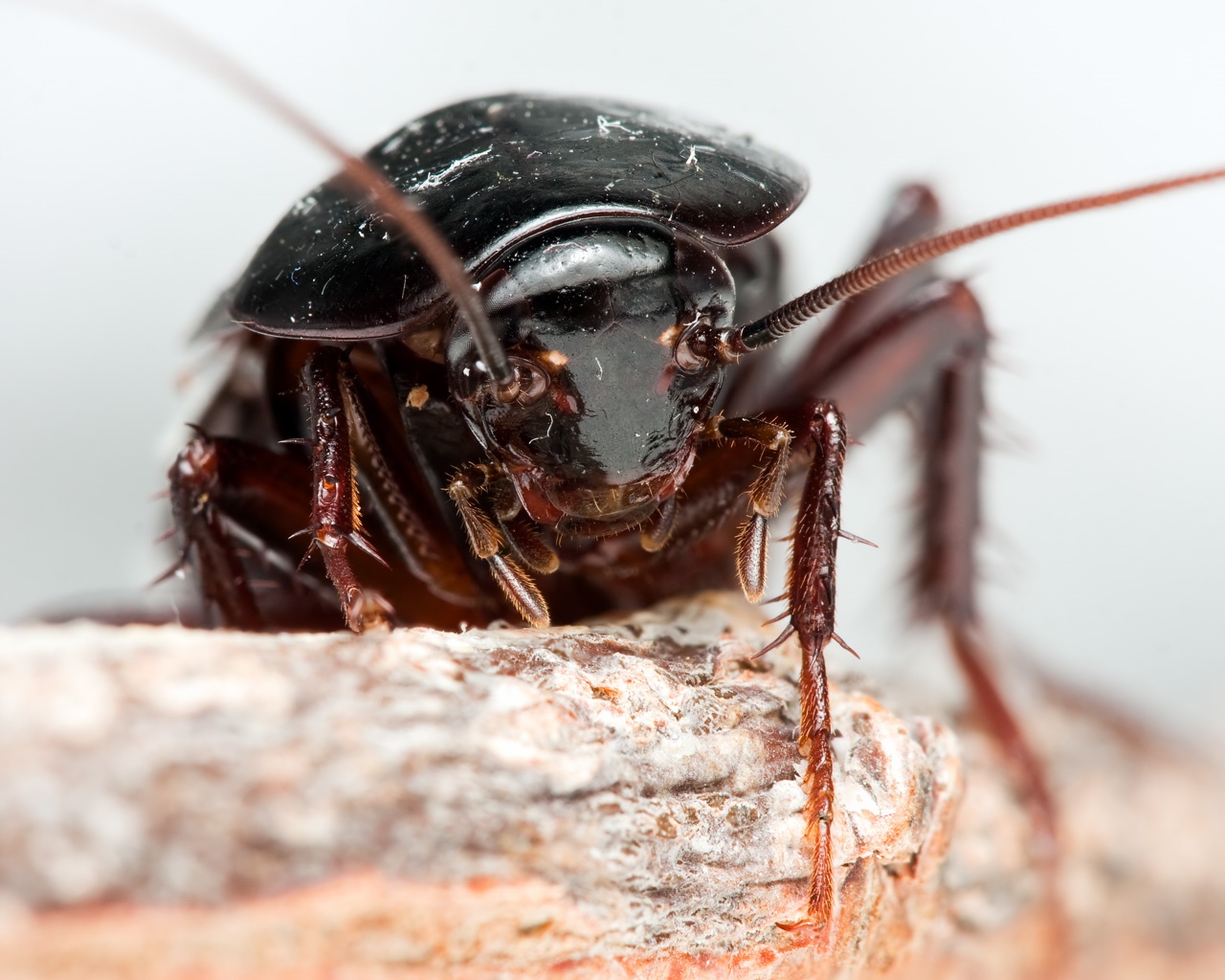 Cockroach icon