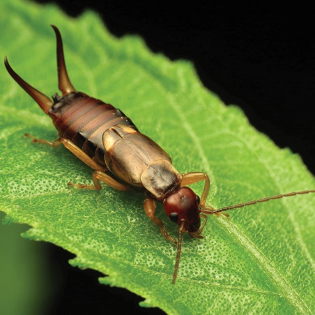 Pest Advice For Controlling Earwigs