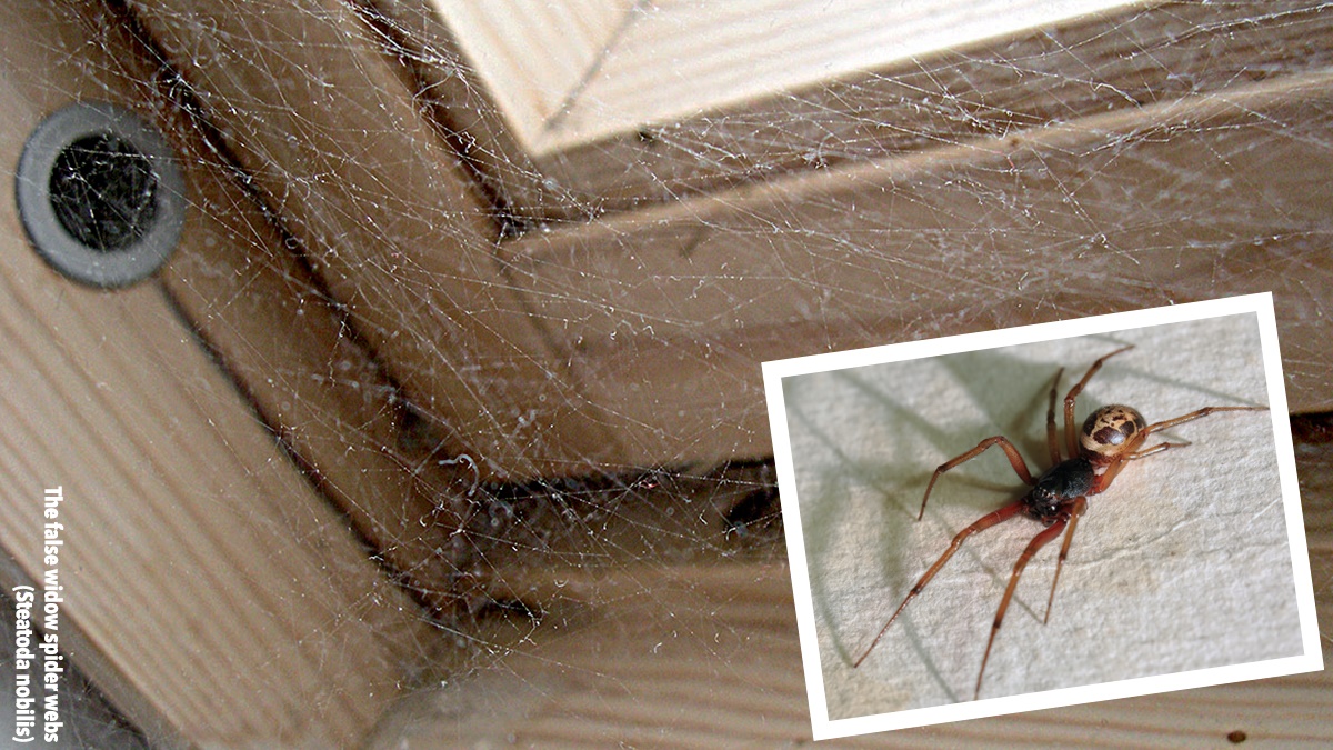 Pest Advice For Controlling False Black Widow Spiders