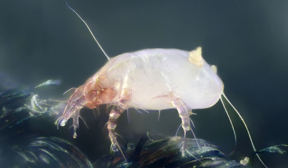 Pest Advice For Controlling Mites