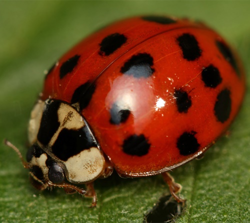 Pest advice for controlling Ladybirds