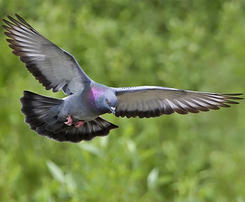 Pigeon Control Pest Guide: How to Get Rid of Pigeons