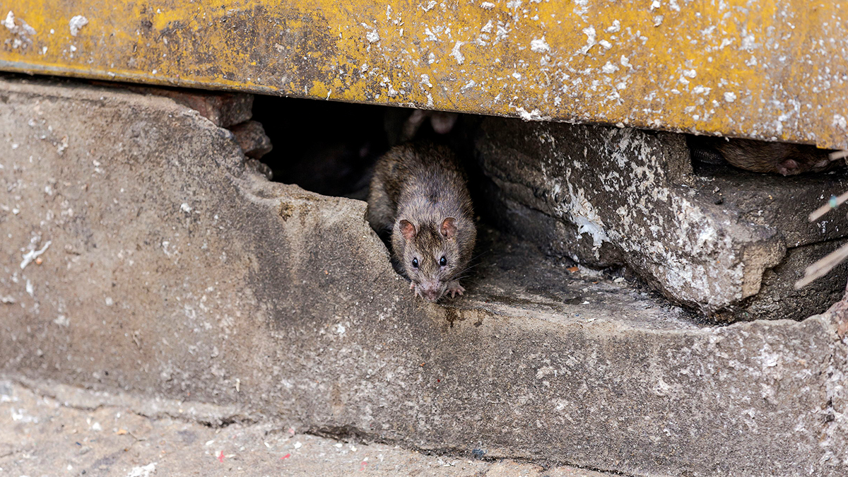 Do more rats live in urban areas or wild areas?