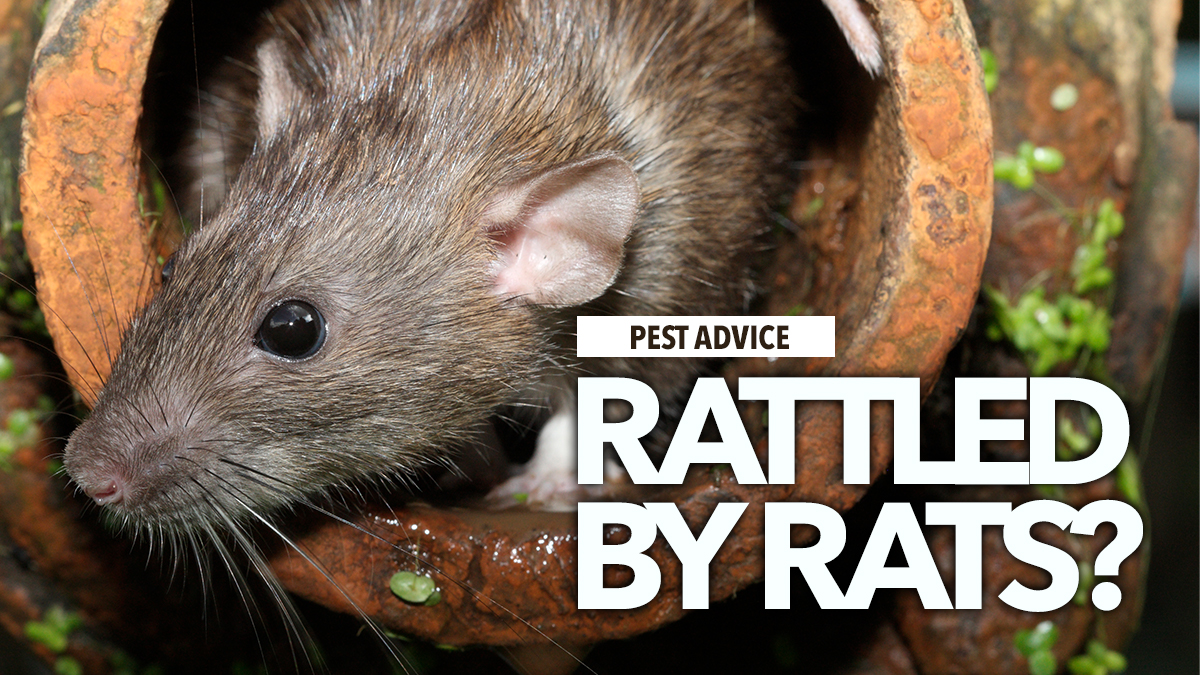 Cover a to z rats 4 Cover a to z rats 4