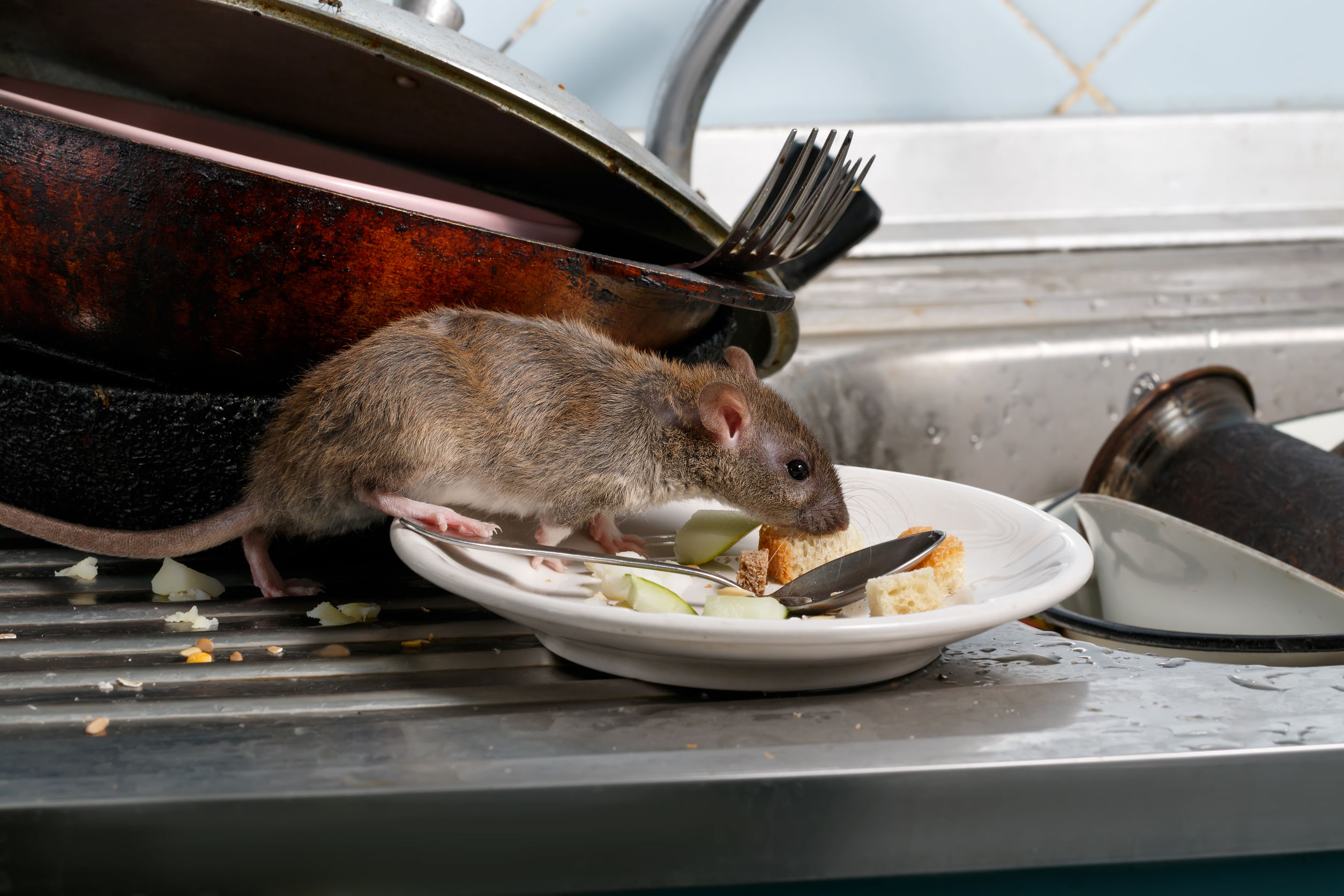 Pest advice for controlling Rats