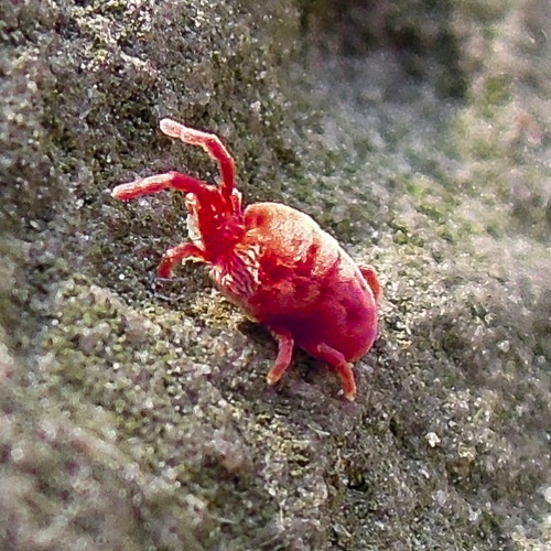 red spider mites on concrete