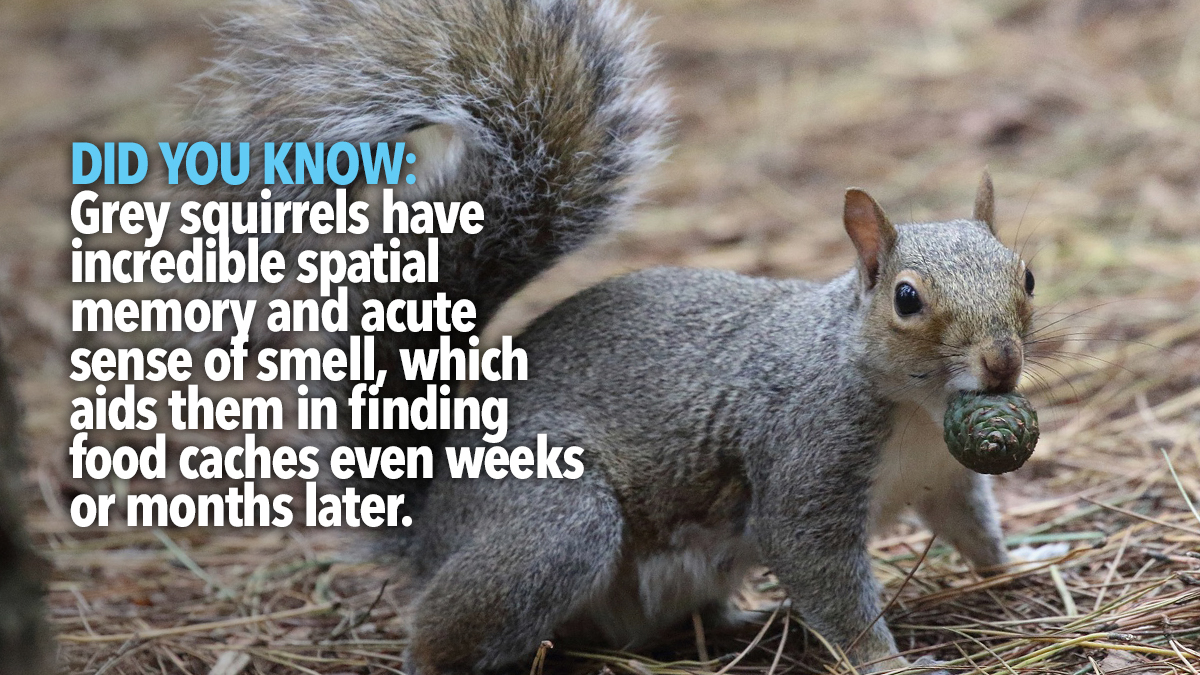 How To Get Rid Of Squirrels In An Attic? - Area Pest Control Services UK