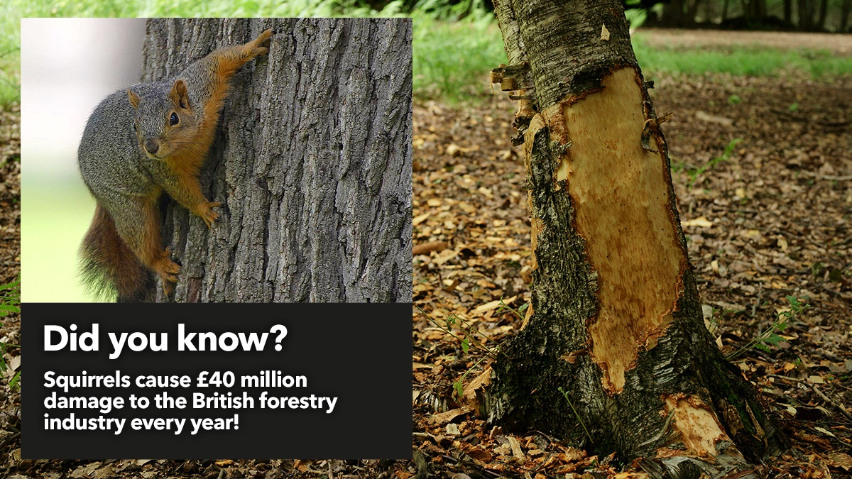 Squirrels cause 40 million damage to British forestry every year