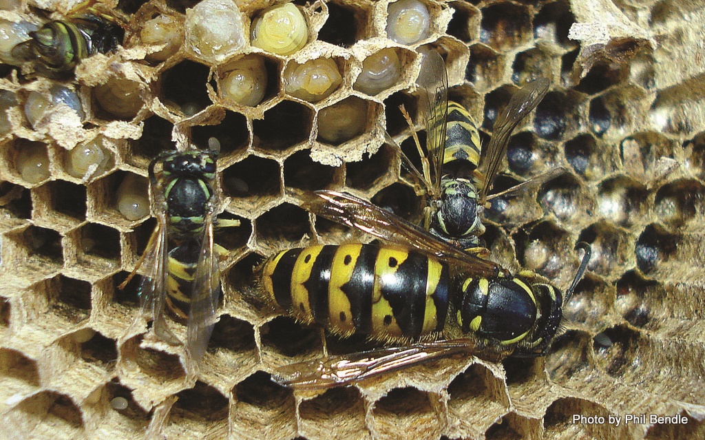 Queen German Wasp and workers - Vespula germanica Photo by Phil Bendle