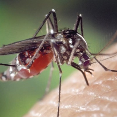 mosquito-ppc86 mosquito-ppc86