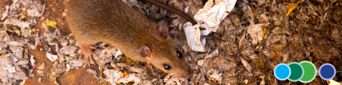 foundation-certificate-in-pest-management